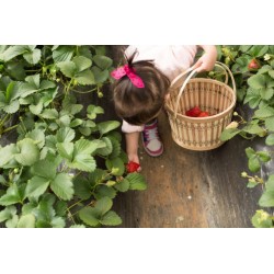 Cueillette participative de...