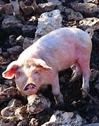 Viande de porc