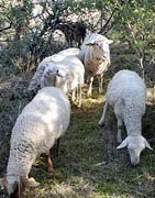 Viande de mouton